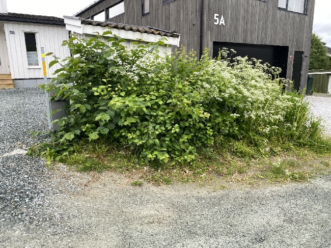 Skrape topplaget på gårdsplass, legge duk, og singel over.