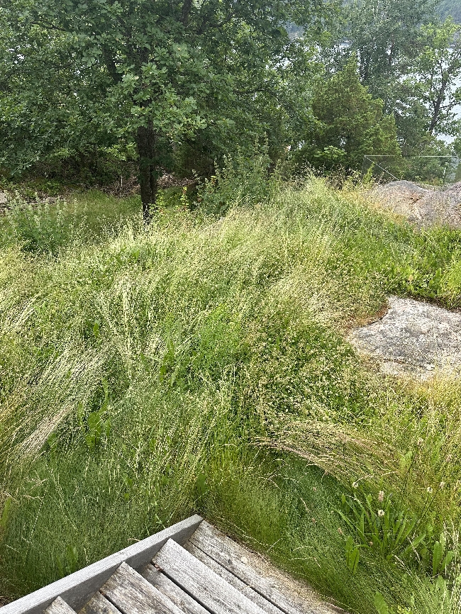 Garden Clean-Up &amp; Tree Work Needed – ASAP