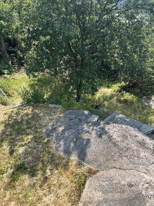 Garden Clean-Up &amp; Tree Work Needed – ASAP