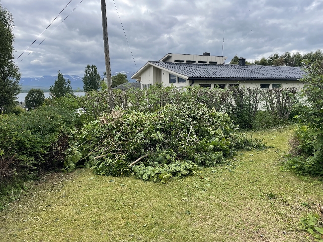 Bortkjøring av kvister og greiner