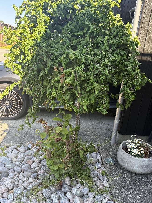 Luking og enkel hageoppfriskning