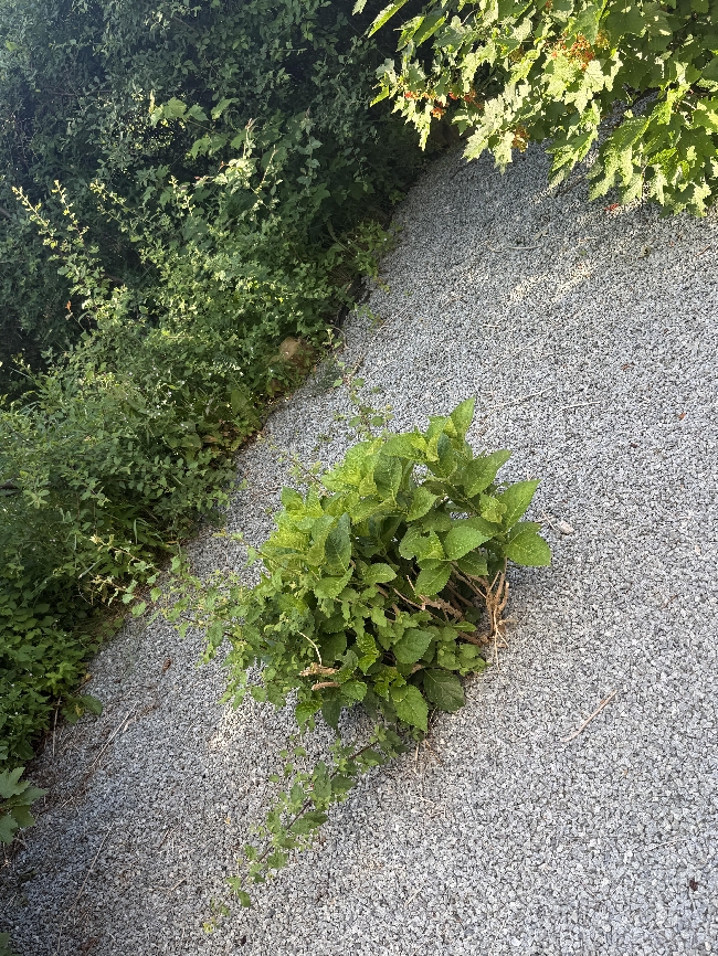 Luking og enkel hageoppfriskning