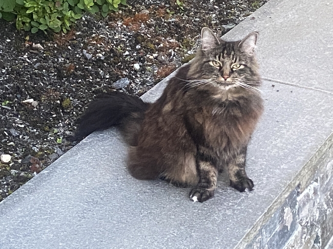 Mat og kos til Norsk skogkatt, Bellevue i Bergen juli og august