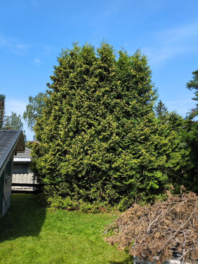 Kapping av høy tujahekk