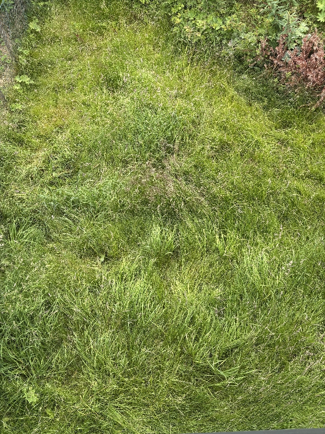 Plenklipping