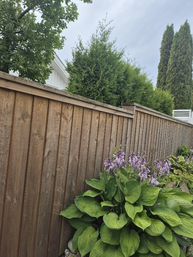 Maling av gjerde