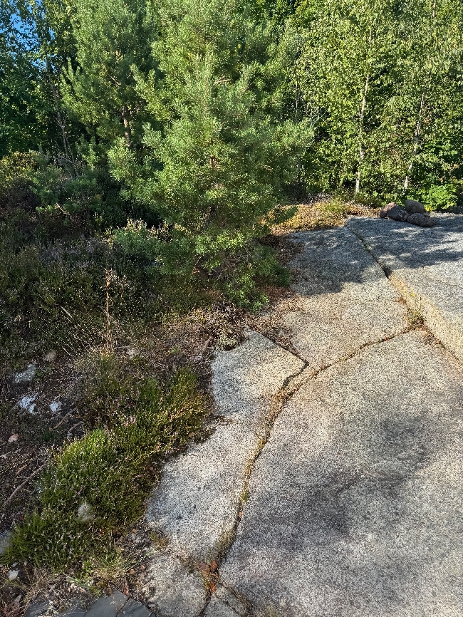 Fjerning av torv + litt annet hagearbeid
