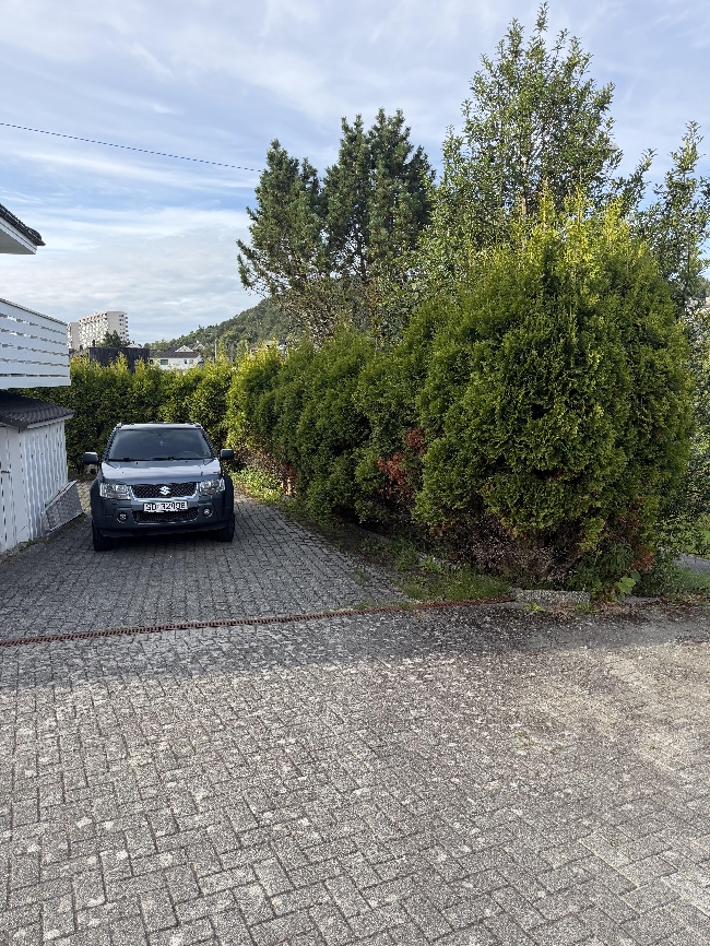 Klipping av tujahekk i Haugesund