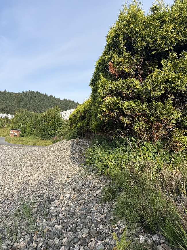 Klipping av tujahekk i Haugesund