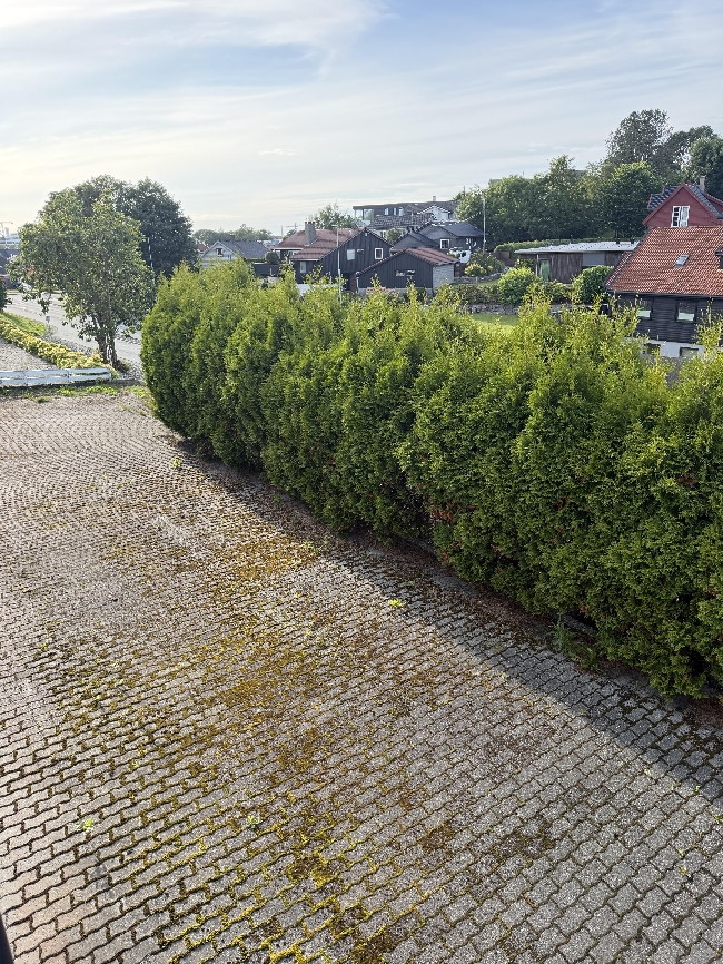 Klipping av tujahekk i Haugesund
