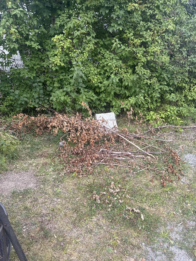 Skur som skal rives og kjøres bort + diverse søppel, se bilder