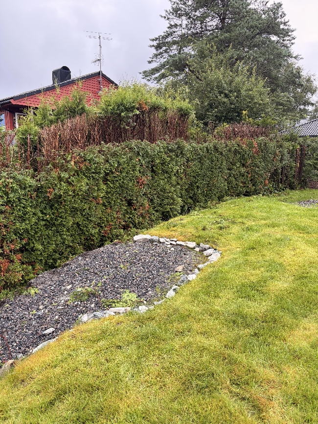 Beskjæring av høy tujahekk