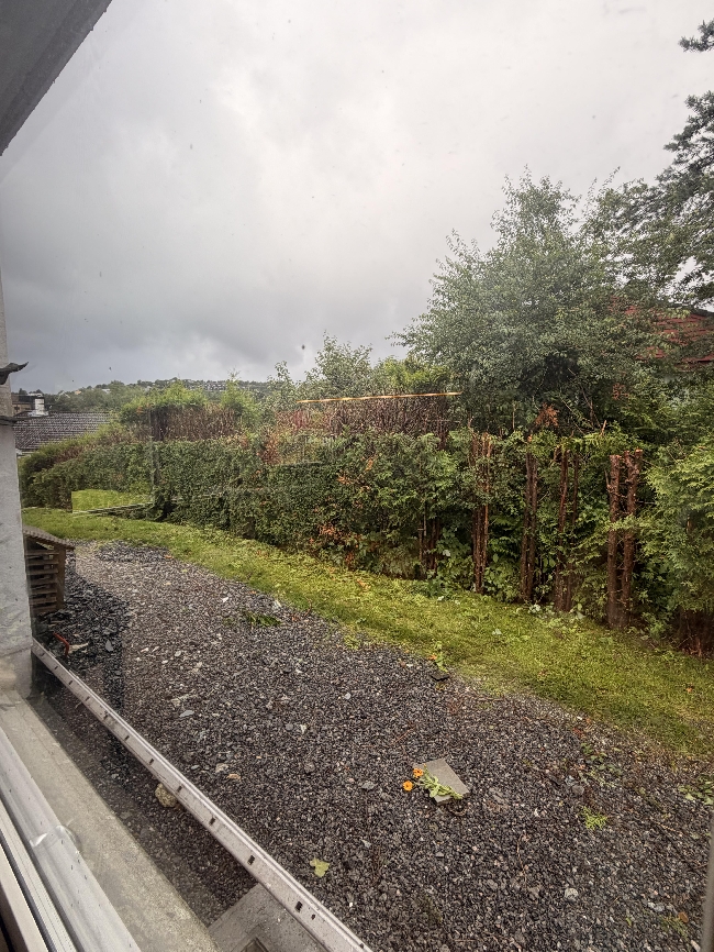 Beskjæring av høy tujahekk