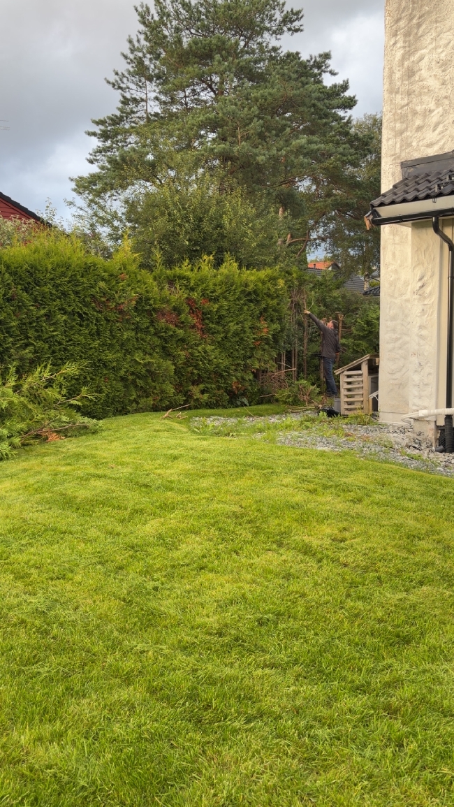 Beskjæring av høy tujahekk