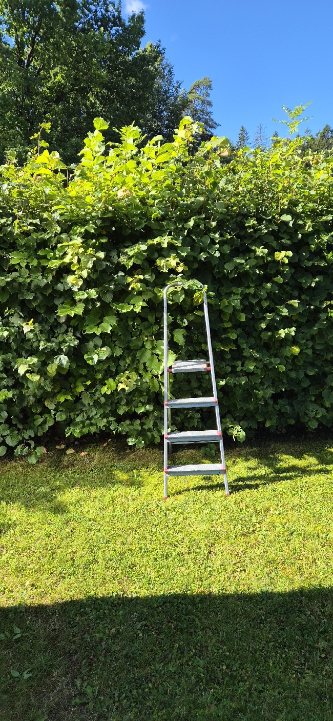 Klipping av hekk