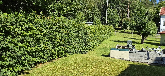 Klipping av hekk