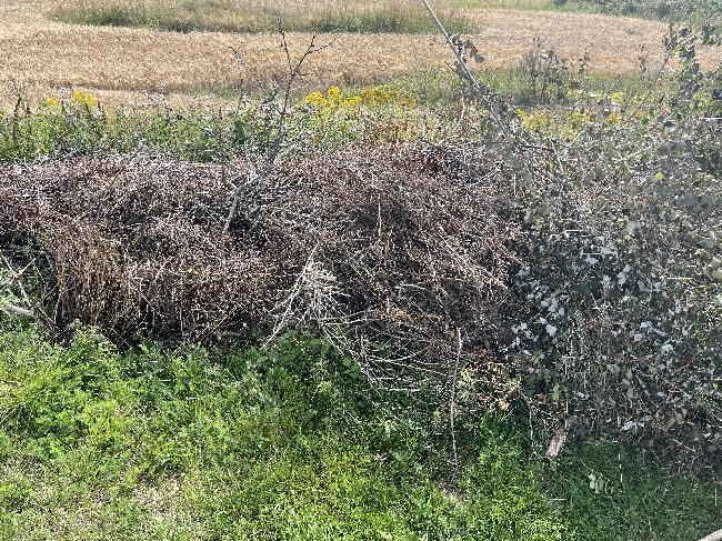 Fjerne hage avfall