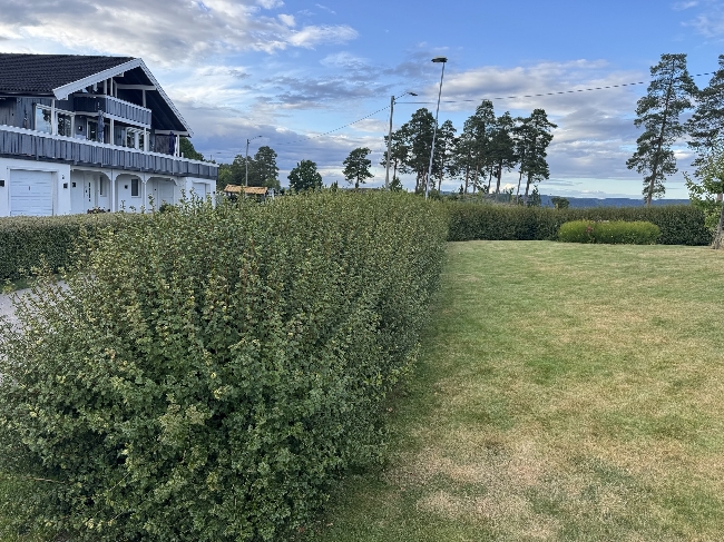 Klippe hekk og busker, Alperips, ca. 70 meter