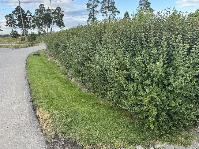 Klippe hekk og busker, Alperips, ca. 70 meter