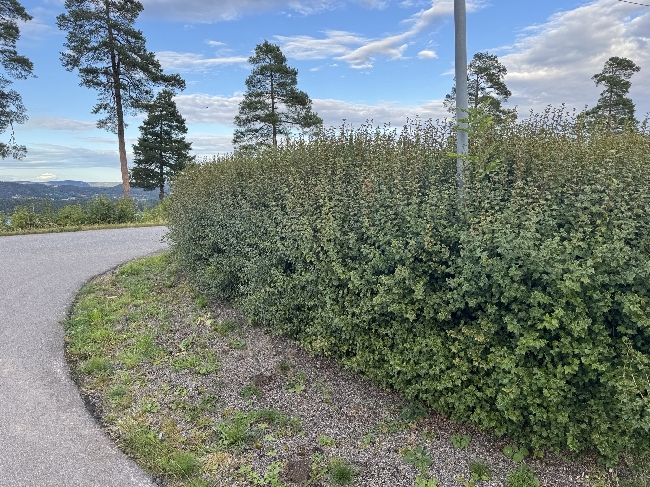 Klippe hekk og busker, Alperips, ca. 70 meter