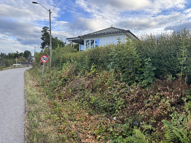 Klippe hekk og busker, Alperips, ca. 70 meter
