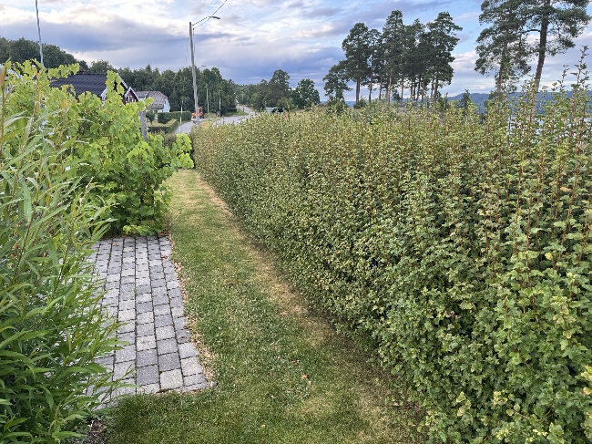 Klippe hekk og busker, Alperips, ca. 70 meter