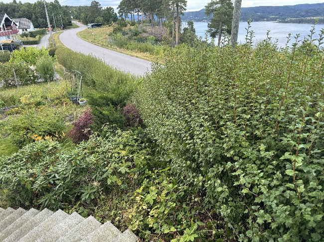 Klippe hekk og busker, Alperips, ca. 70 meter