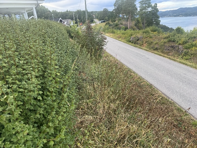 Klippe hekk og busker, Alperips, ca. 70 meter