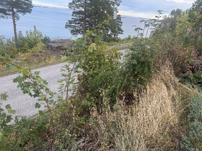 Klippe hekk og busker, Alperips, ca. 70 meter