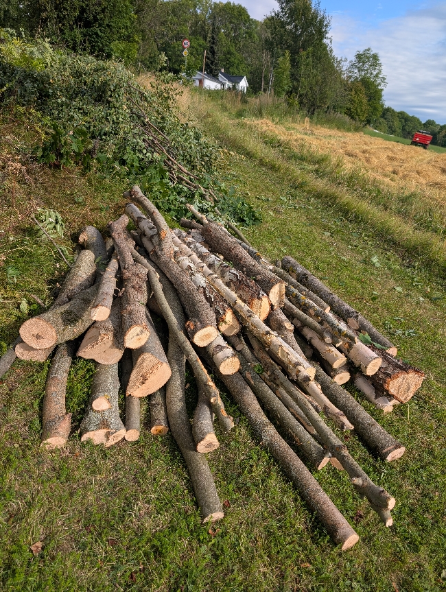Rydde opp etter trefelling