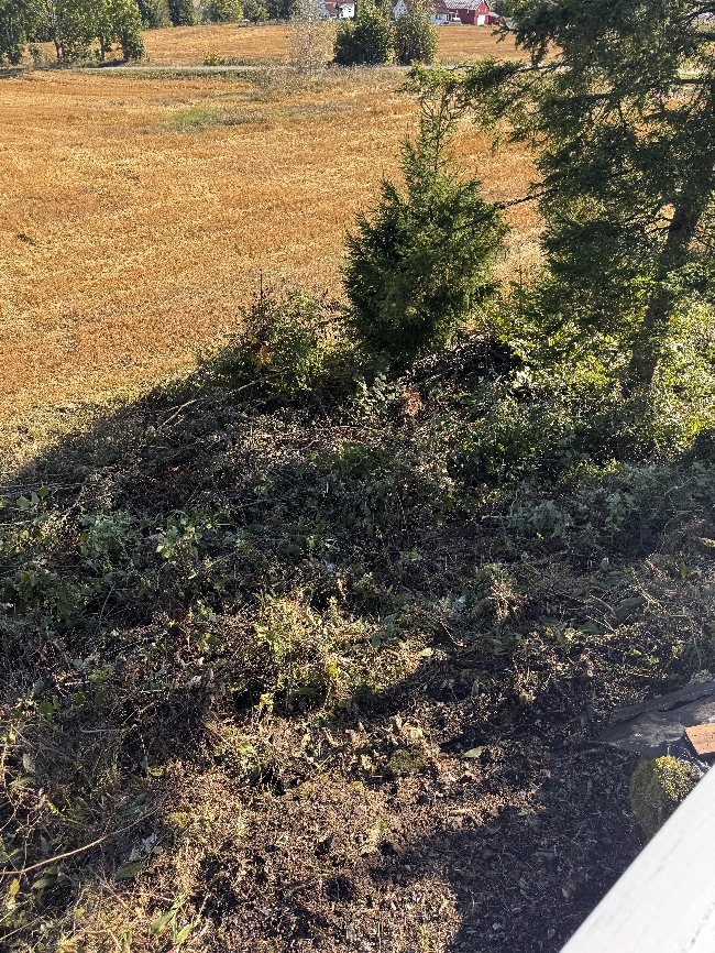 Bortkjøring av kvist og greiner i Holmestrand