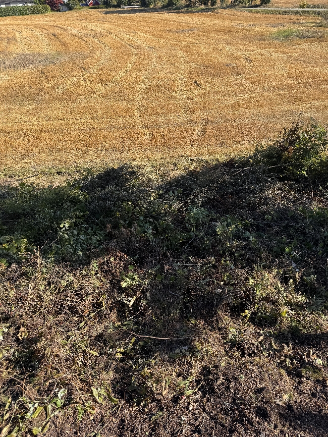 Bortkjøring av kvist og greiner i Holmestrand