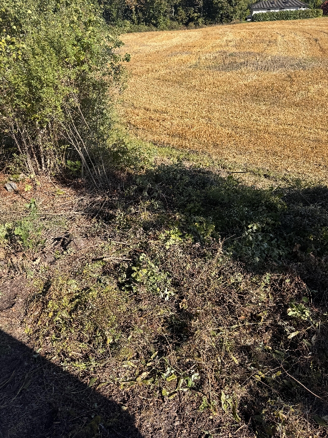 Bortkjøring av kvist og greiner i Holmestrand