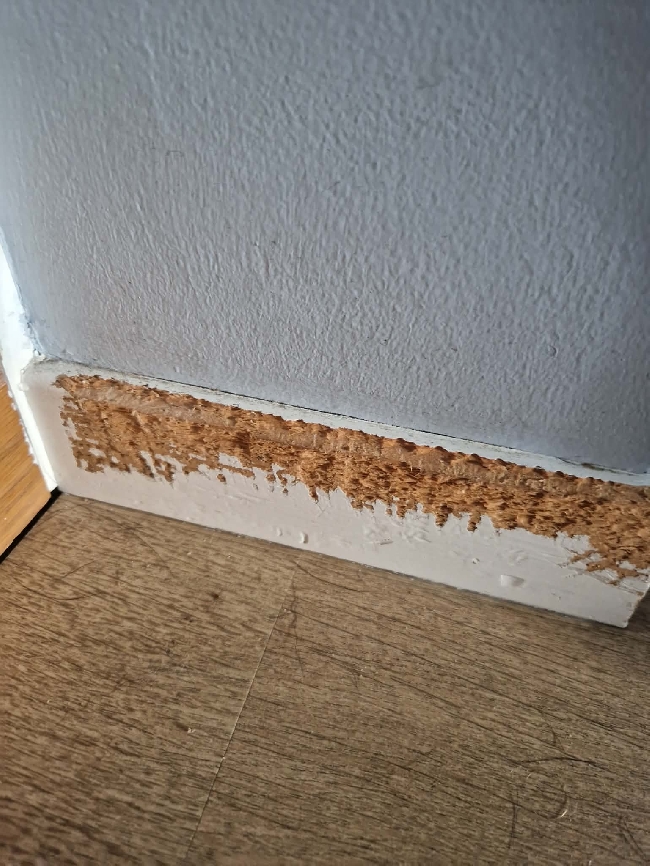 Reparasjon av hundeskader på lister og dørkarmer