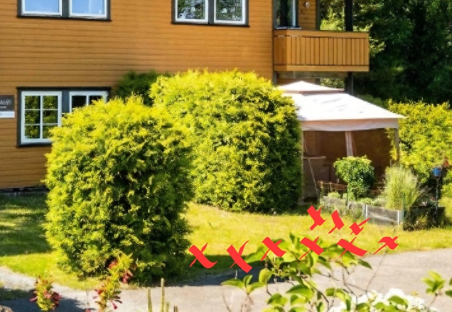 Grave og plante tujahekk