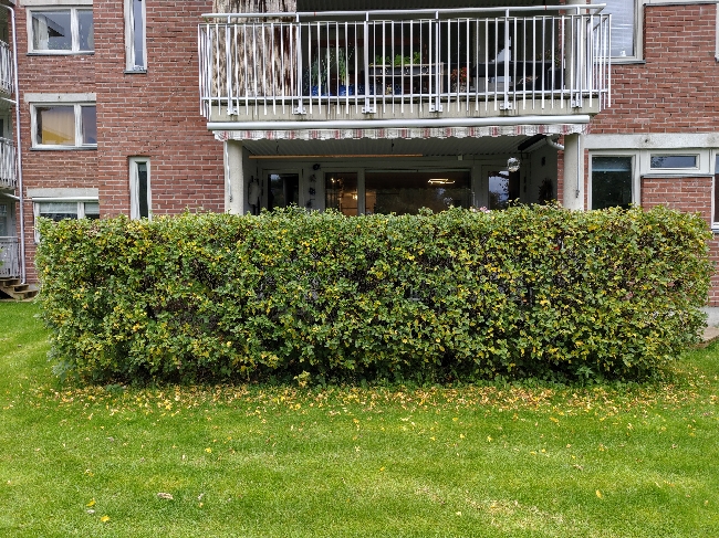 Klipping av hekk