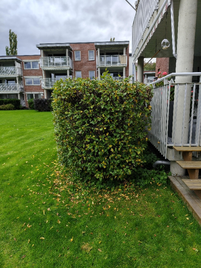 Klipping av hekk