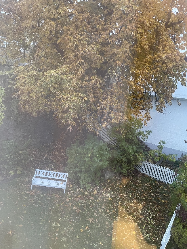 Fjerning av løv og kastanjer på Grottenveien 1
